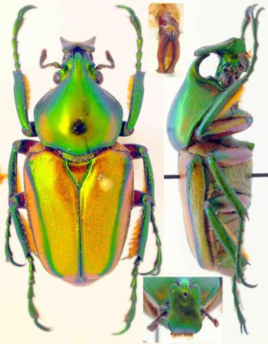 Phaedimus zebuanus kachikun